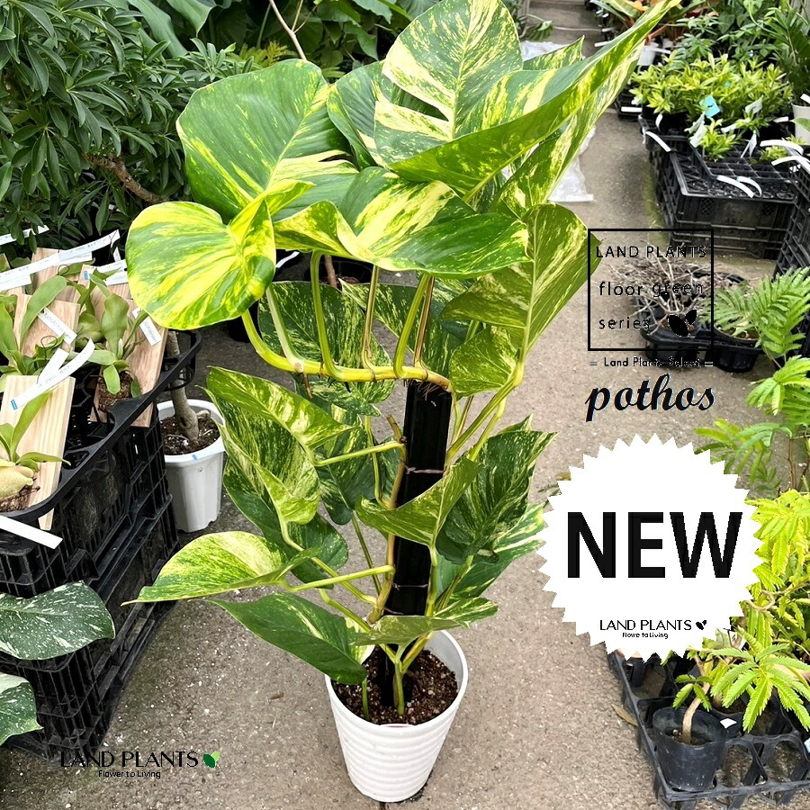 現品］【希少】☆初入荷☆ 10番 ポトス グランデ 7号 観葉植物