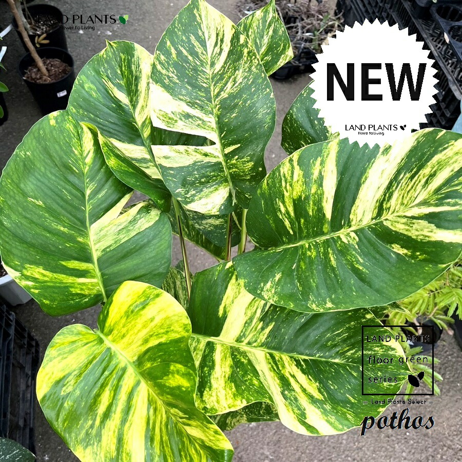現品］【希少】☆初入荷☆ 10番 ポトス グランデ 7号 観葉植物