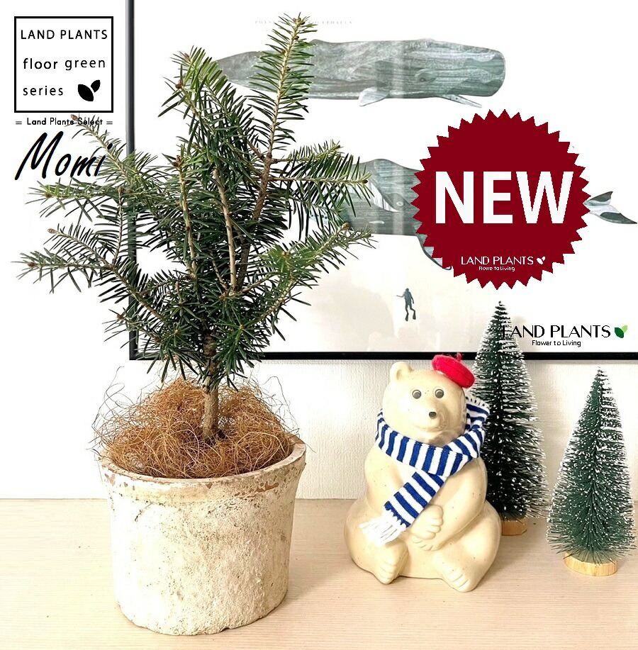 楽天市場】モミの木（樅：もみ） 3寸 ポット苗 1鉢 クリスマスツリー