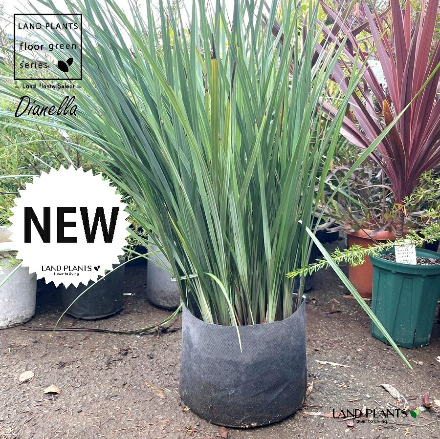 楽天市場】黄斑入り桔梗蘭（キキョウラン） 4号苗(h17) : 千草園芸