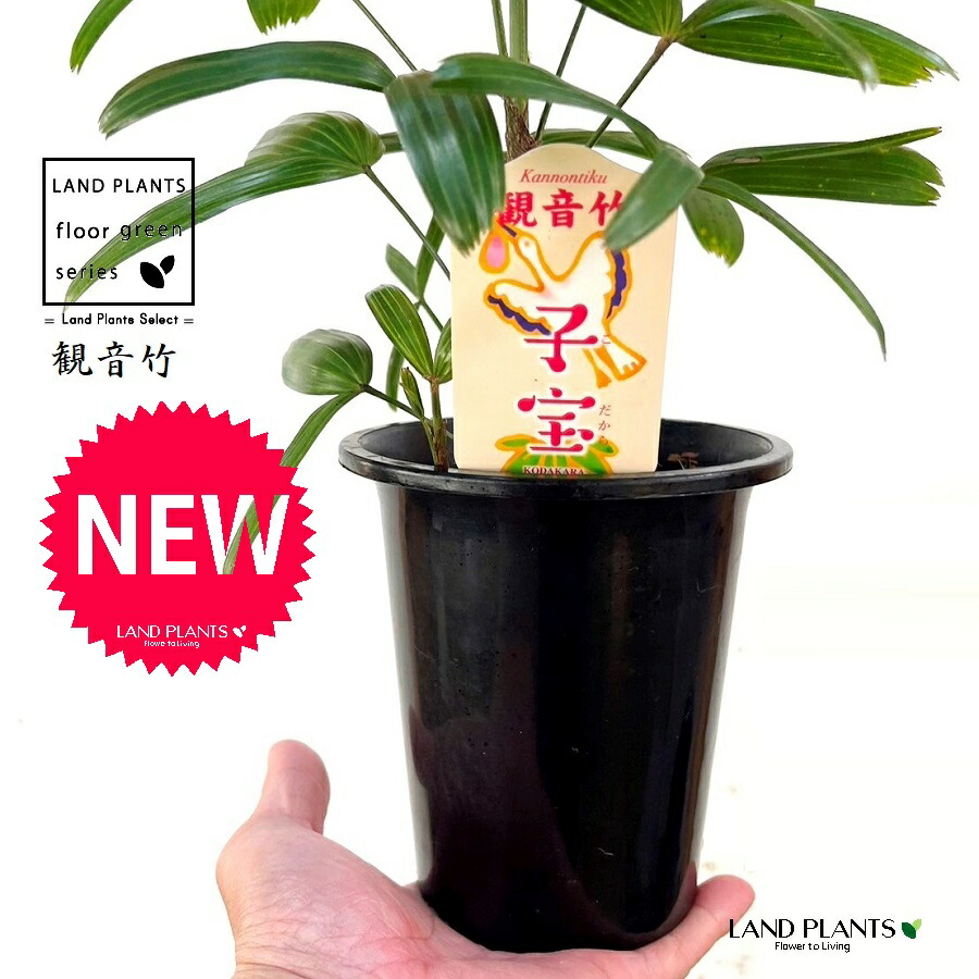 観音竹　小判　大株！　カンノンチク 楽天市場】（観葉植物）ヤシ カンノンチク（観音竹） 小判 4号