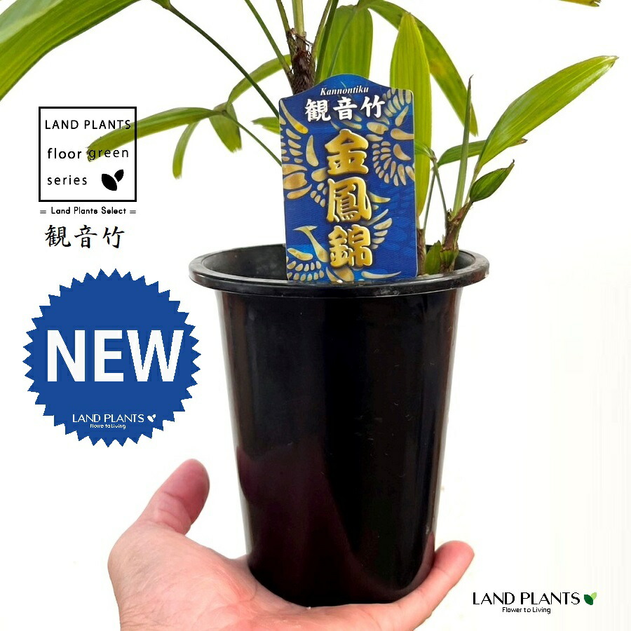 楽天市場】【古典園芸植物】 カンノンチク：観音竹 （品種
