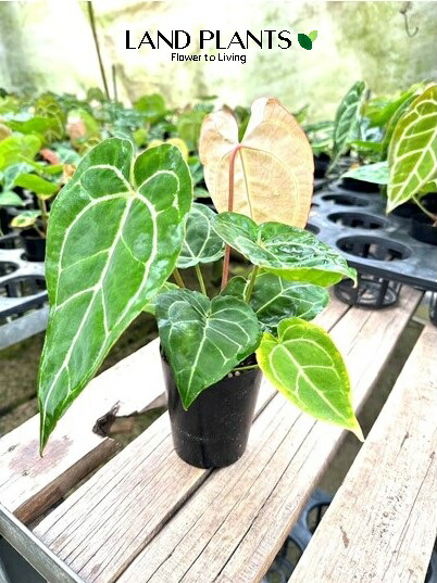 今*！様 アンスリウム キングオブスぺーズ バタフライ 楽天市場】【現品お届け】アンスリウム キングオブスペード King of