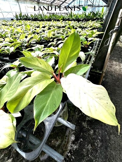 [今季注目 本日発送 ] MVOIHYIEI30 (MVOIHYIEI30)