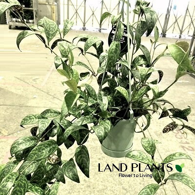 ［現品］90番　エスキナンサス　マルモラタス　5号　観葉植物　室内　吊り下げ 現品］90番 エスキナンサス マルモラタス 5号 観葉植物 室内