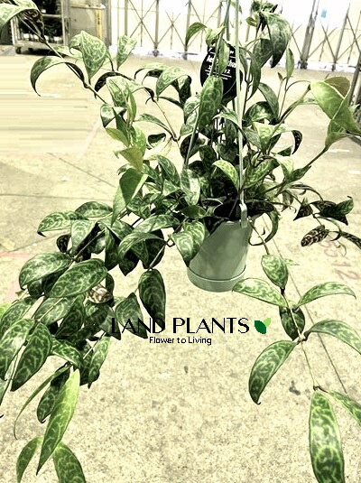 矮性アカンサス 楽天市場】エキスナンサス（マルモラタス） 3.5号 吊り型 プラスチック