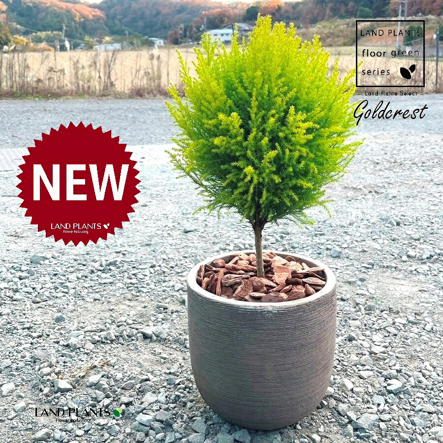 ゴールドクレスト（どんぶり鉢型トピアリー仕立てもの） ひな形好いたらしい テラコッタ鉢 1鉢 【バークチップ】 ヒバ コニファー コニファ ヒノキ 針葉樹 conifer Hesperocyparis macrocarpa \u0027Goldcrest\u0027