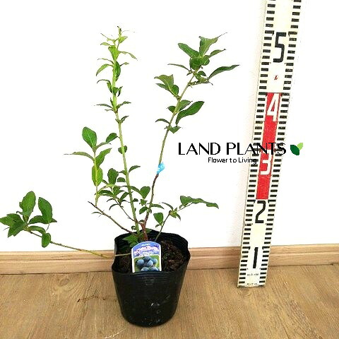 【ケース販売:10入】 ブルーベリー(スパルタン) 5号 プラスチック鉢 10鉢 ベリー ヌマスノキ アメリカスノキ 沼酸槐 blueberry|LAND PLANTS 店