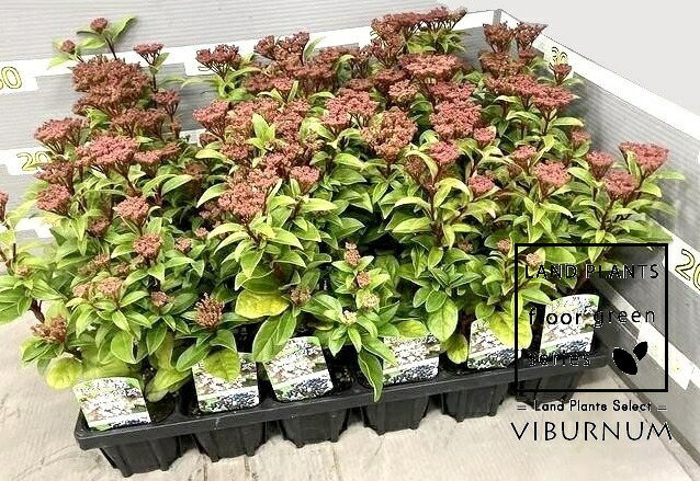 【ケース販売：24入】 ビバーナム（ティヌス） 3号 ポット苗 24鉢 ビブルナム ビバーナムティヌス Viburnum tinus｜LAND PLANTS 店