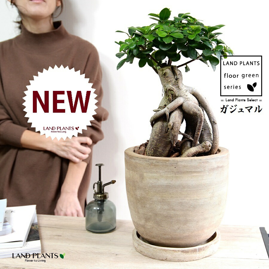 ガジュマル　太幹　フィカス　植物　インテリア ガジュマル太幹 フィカス 植物 インテリア
