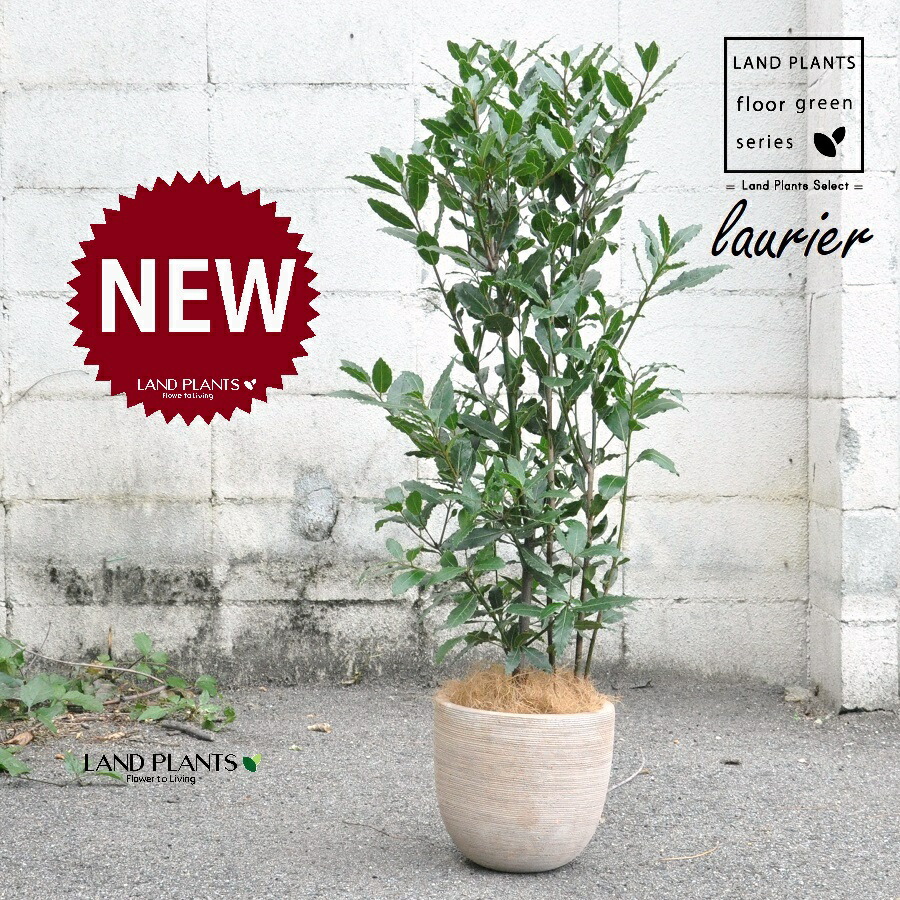 庭木　植木　観葉植物　月桂樹　ローリエ　オーレア　スタンド仕立て　７号鉢　ハーブ 庭木 植木 観葉植物 月桂樹 ローリエ オーレア スタンド仕立て