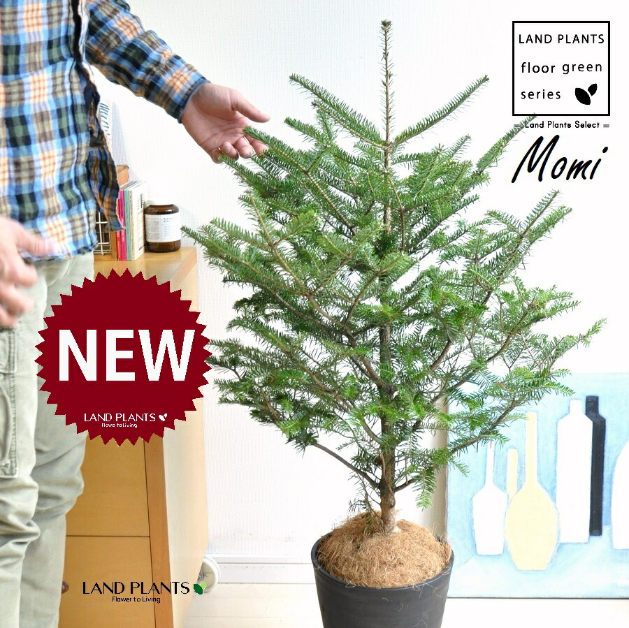 楽天市場】本物のもみの木 モミノキ モミの木 鉢植え 7号鉢 樹高1.0m