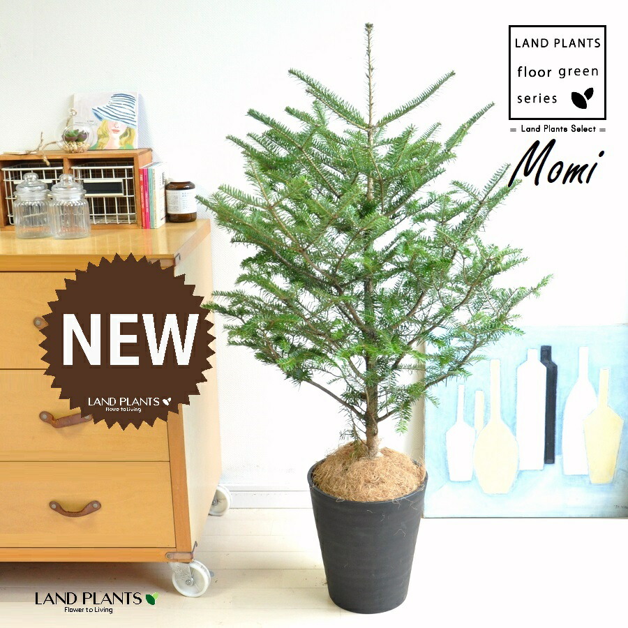 楽天市場】【スーパーSALE10%OFF】本物のもみの木 モミノキ モミの木