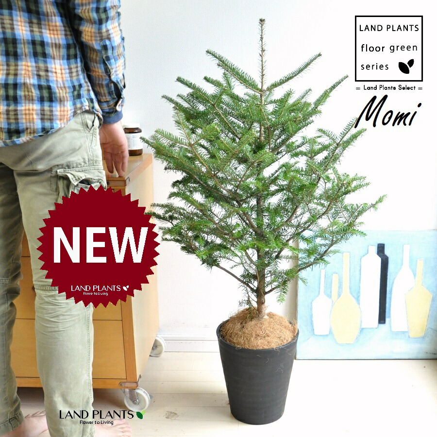 楽天市場】本物のもみの木 モミノキ モミの木 鉢植え 7号鉢 樹高1.0m