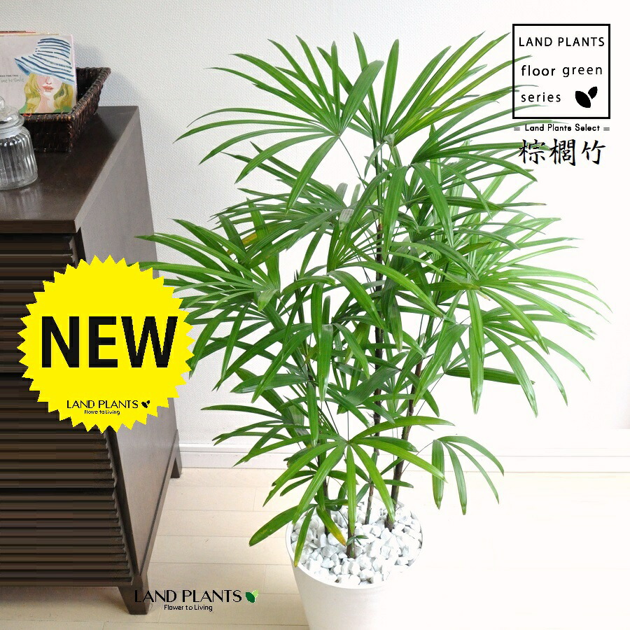 楽天市場】シュロチク 8号 シュロ竹 観葉植物 棕櫚竹 鉢植え 販売 苗