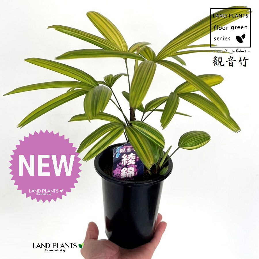 楽天市場】【古典園芸植物】 カンノンチク：観音竹（あやにしき：綾錦