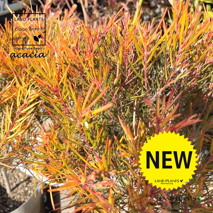 アカシア(フェニックスゴールド) 6号 ポット苗 1鉢 アカシアフェニックスゴールド Acacia|LAND PLANTS 店