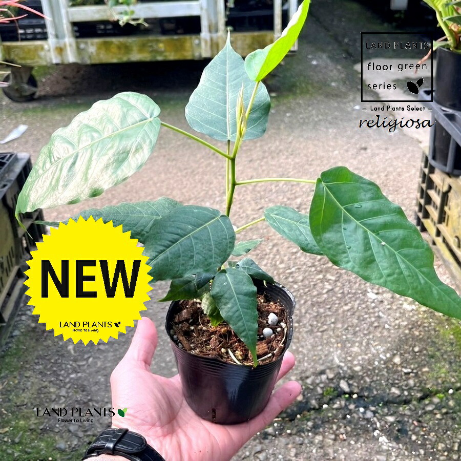 楽天市場】インド菩提樹（インドボダイジュ）5号苗(J10) : 千草園芸