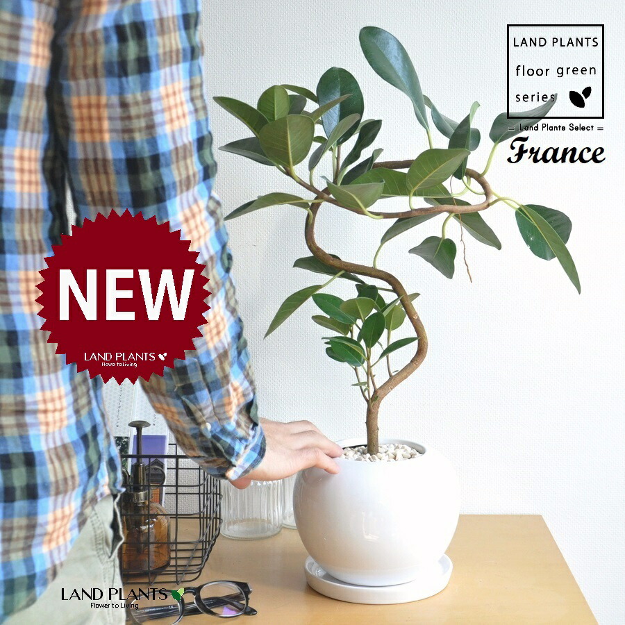 【特注植木鉢】 フランスゴム（大葉曲がり） 特大サイズの 丸型 陶器鉢 白色 1鉢 【黄色小石・受皿】 ゴム ゴムの木 フィカス ルビキノーサ ルビギノーサ Ficus rubiginosa