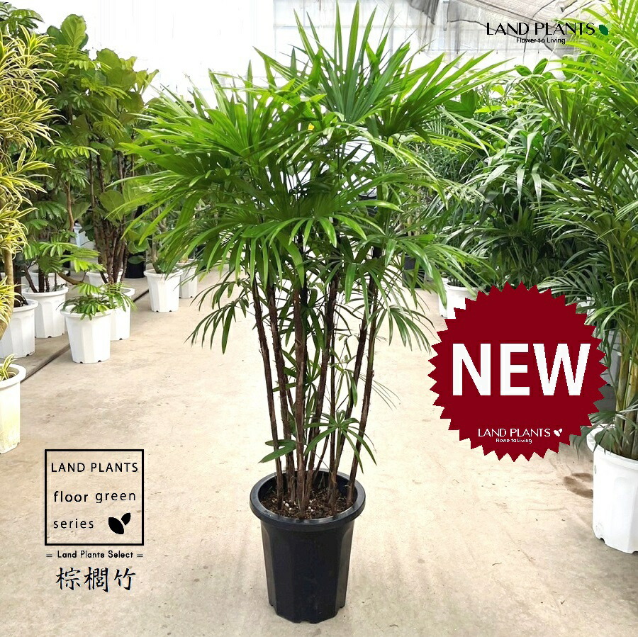 楽天市場】◎雲南棕櫚竹◎≪雲南シュロチク・7号≫ウンナンシュロチク