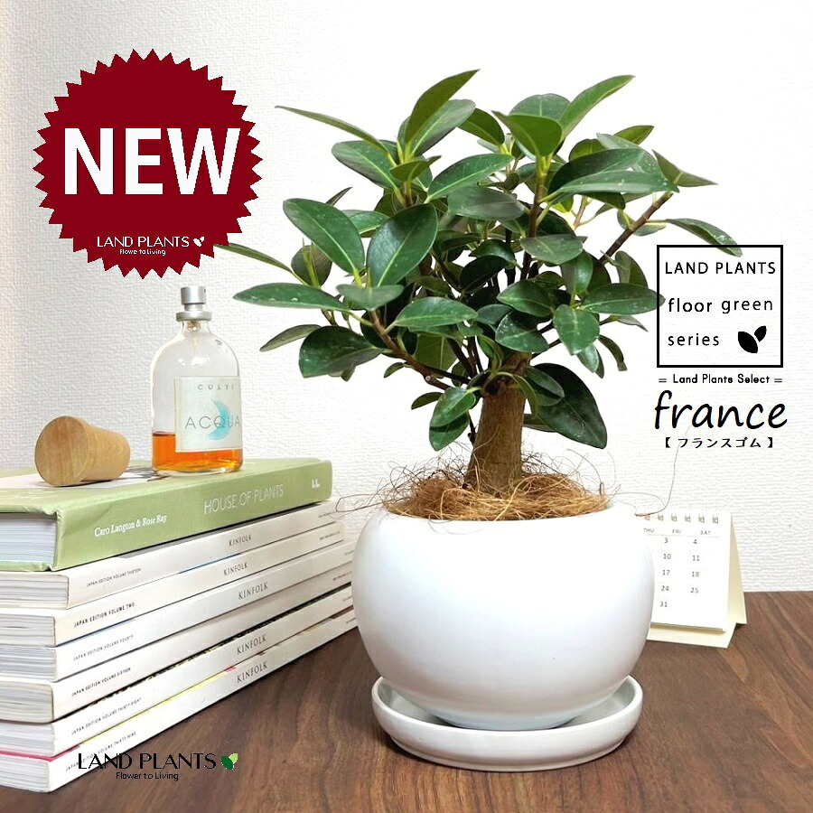 フランスゴム（幹太） 白色 丸型 陶器鉢 1鉢 【ココファイバー・受皿】 ゴム ゴムの木 フィカス ルビキノーサ ルビギノーサ Ficus rubiginosa
