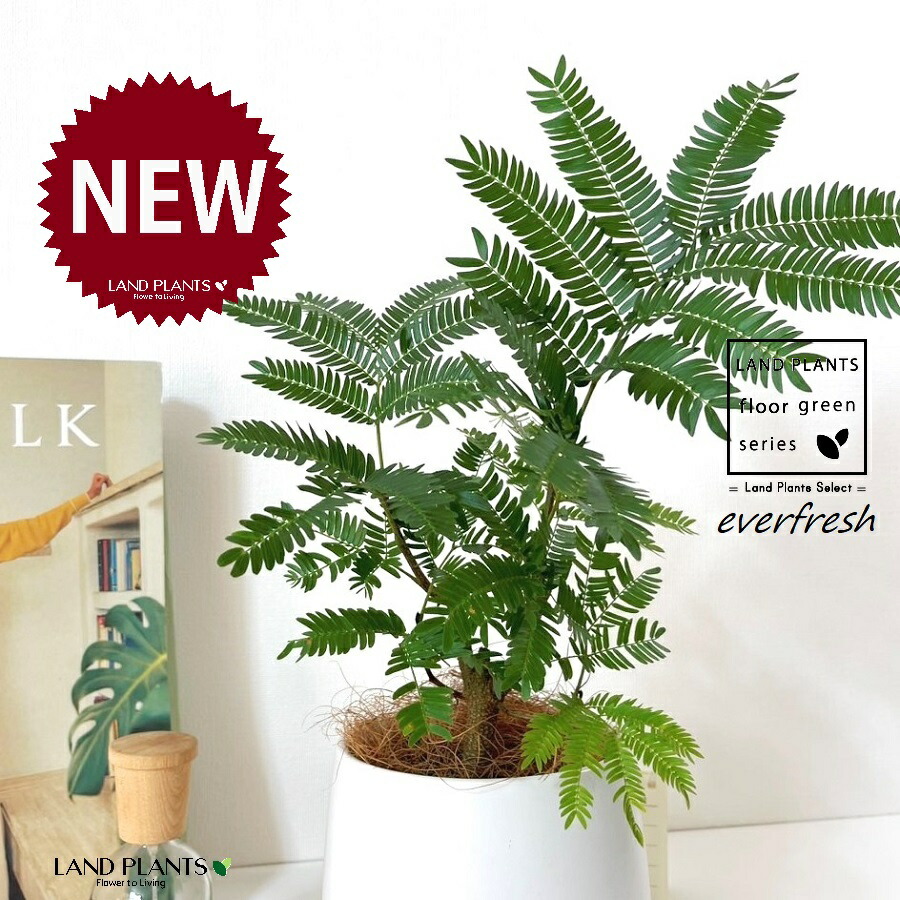 楽天市場】水耕栽培 苗 エバーフレッシュ（ロング） ねむの木 水耕栽培