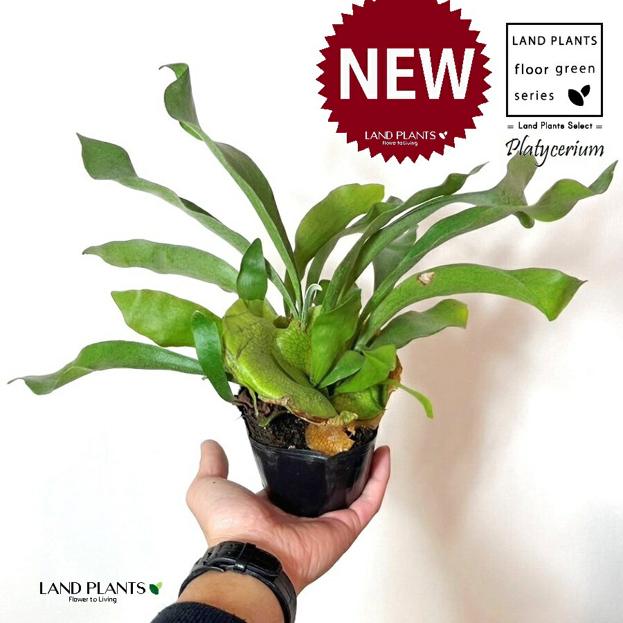 【ビカクシダ・グランデ】 ビカクシダ（コウモリラン）：グランデ 4.5号鉢入り の通販