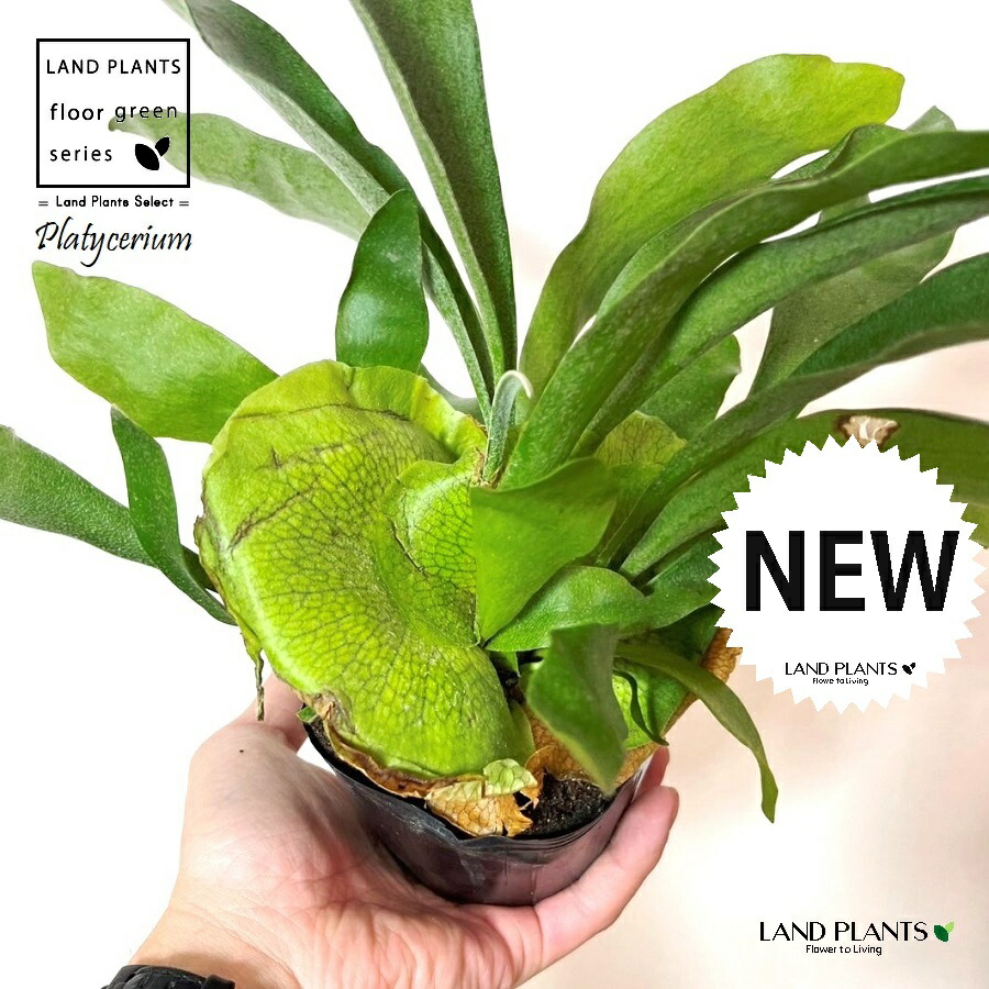 楽天市場】コウモリラン ワンダエ 仕立て自由！ 5号(15cm)ポット苗