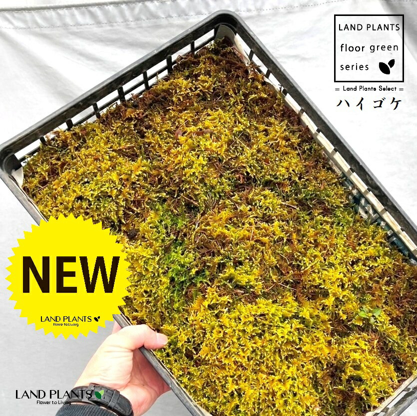 楽天市場】【ハイゴケ属】はいごけ（這い苔）1パック : 産直花だん屋