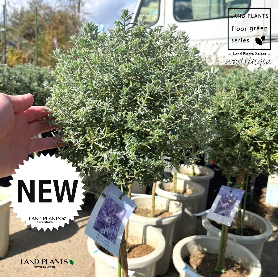 楽天市場】ウエストリンギア（スモーキーホワイト） 10号 ポット苗 1鉢