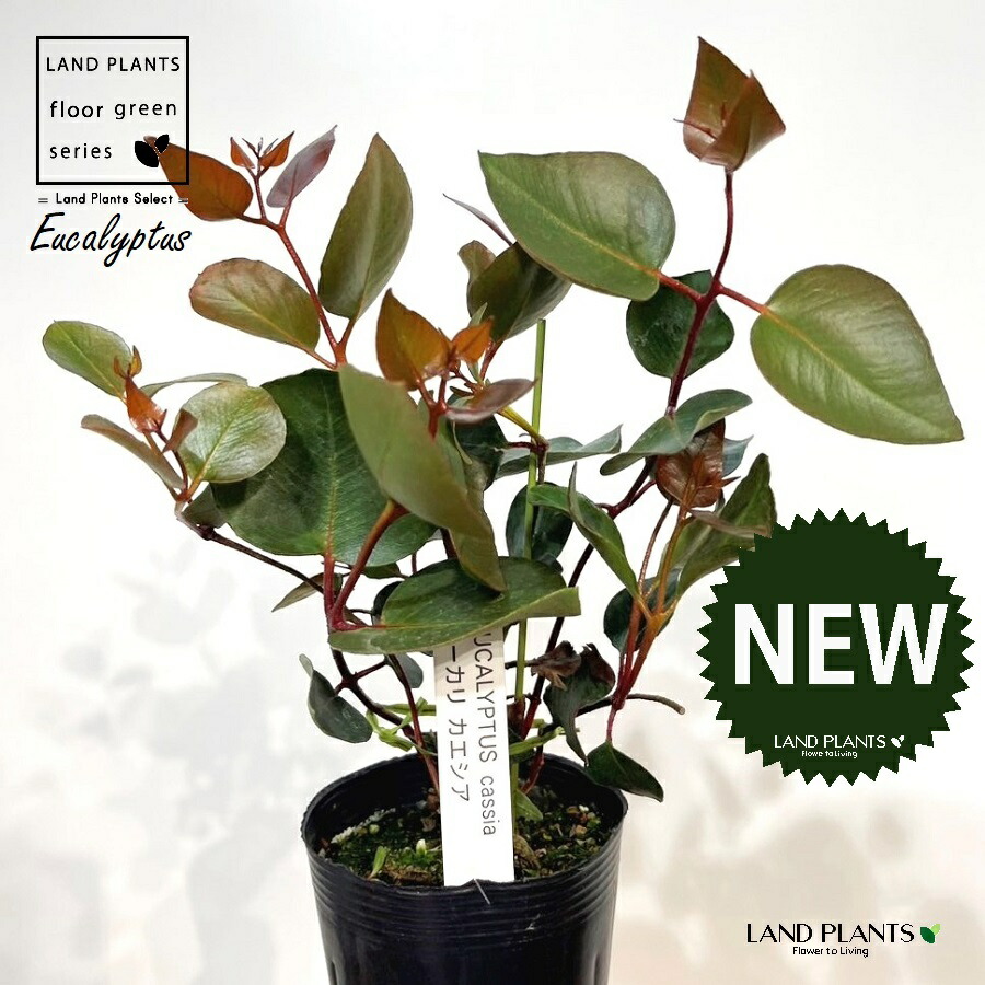 楽天市場】ムスカリ アクアマジック 3号苗(J03-1) : 千草園芸