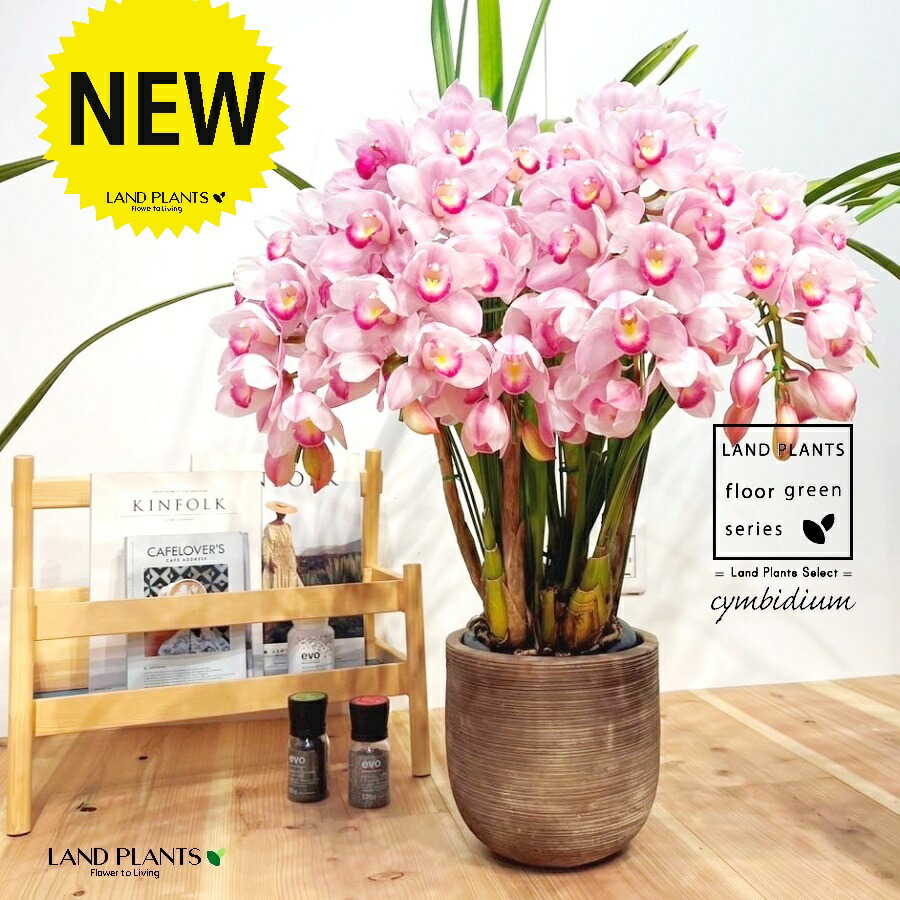 楽天市場】【予約販売】洋ラン【花芽付き】テーブルシンビジウム エン