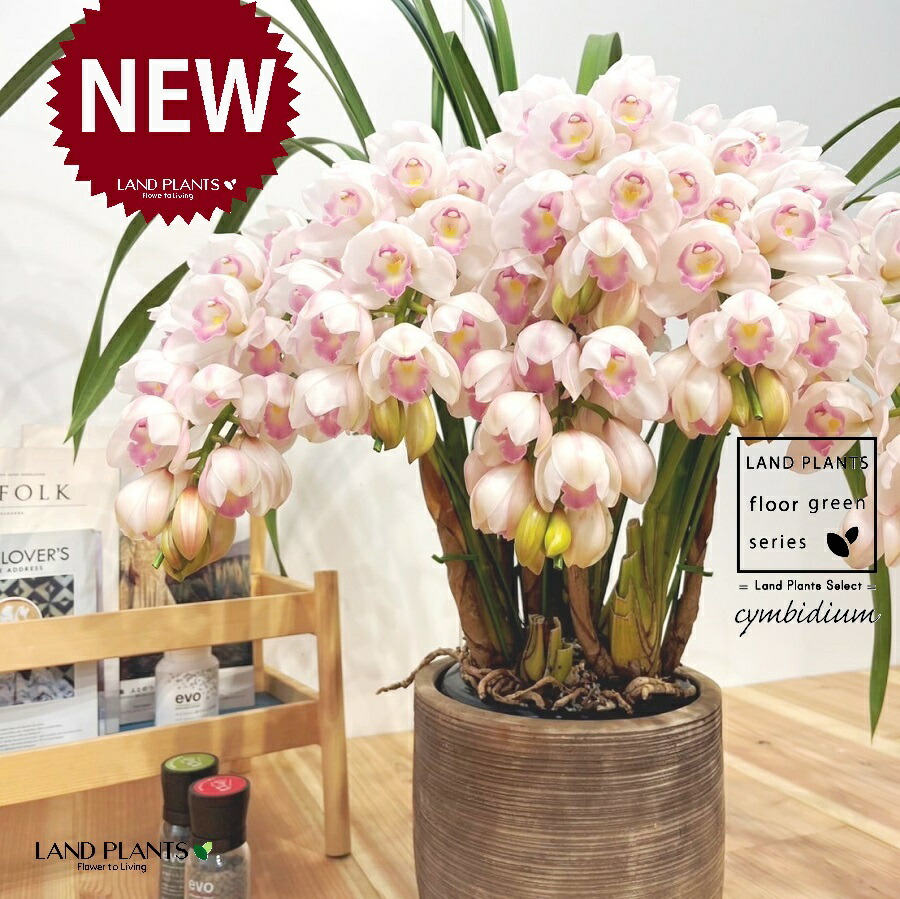 楽天市場】シンビジューム（ビビアン・イエローシャイン）アーチ仕立て