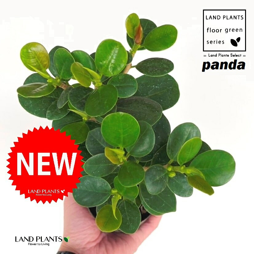 楽天市場】【現品・現物】大型商品にて日時指定ができません