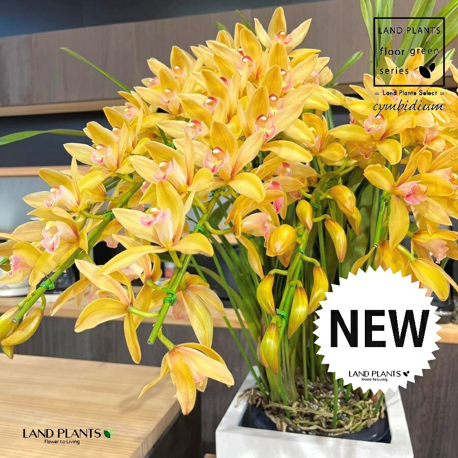 楽天市場】シンビジューム（スイートワッフル・タルト）アーチ仕立て 7