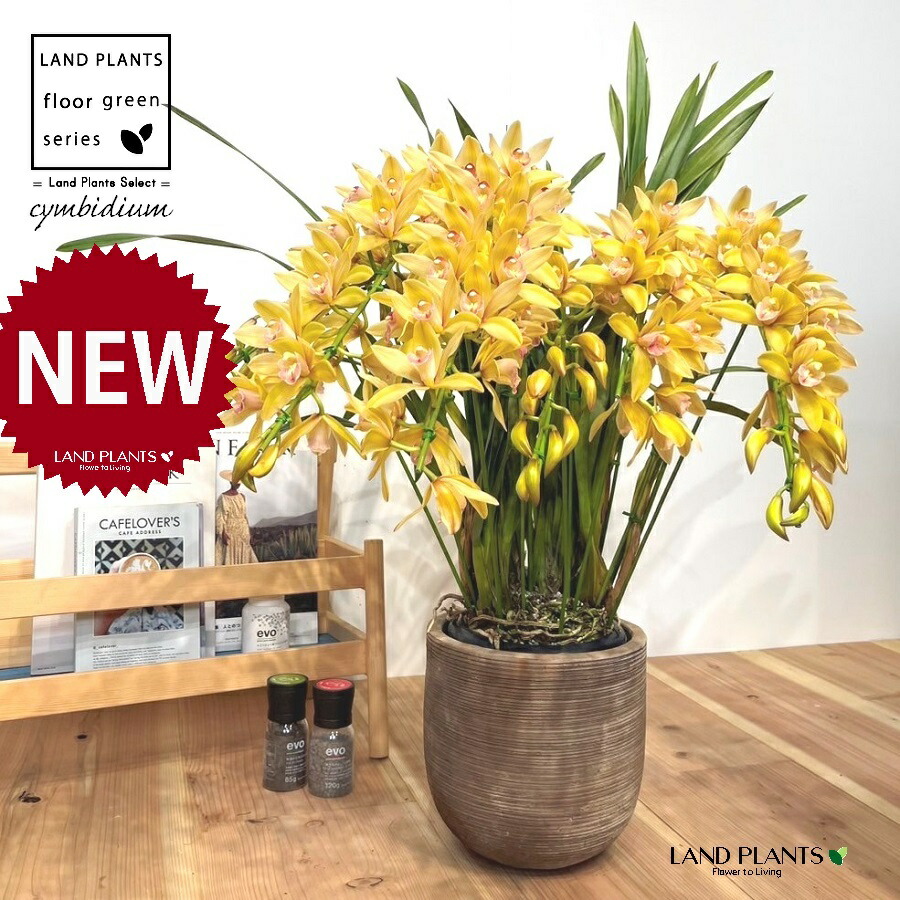 楽天市場】シンビジューム（ビビアン・イエローシャイン）アーチ仕立て