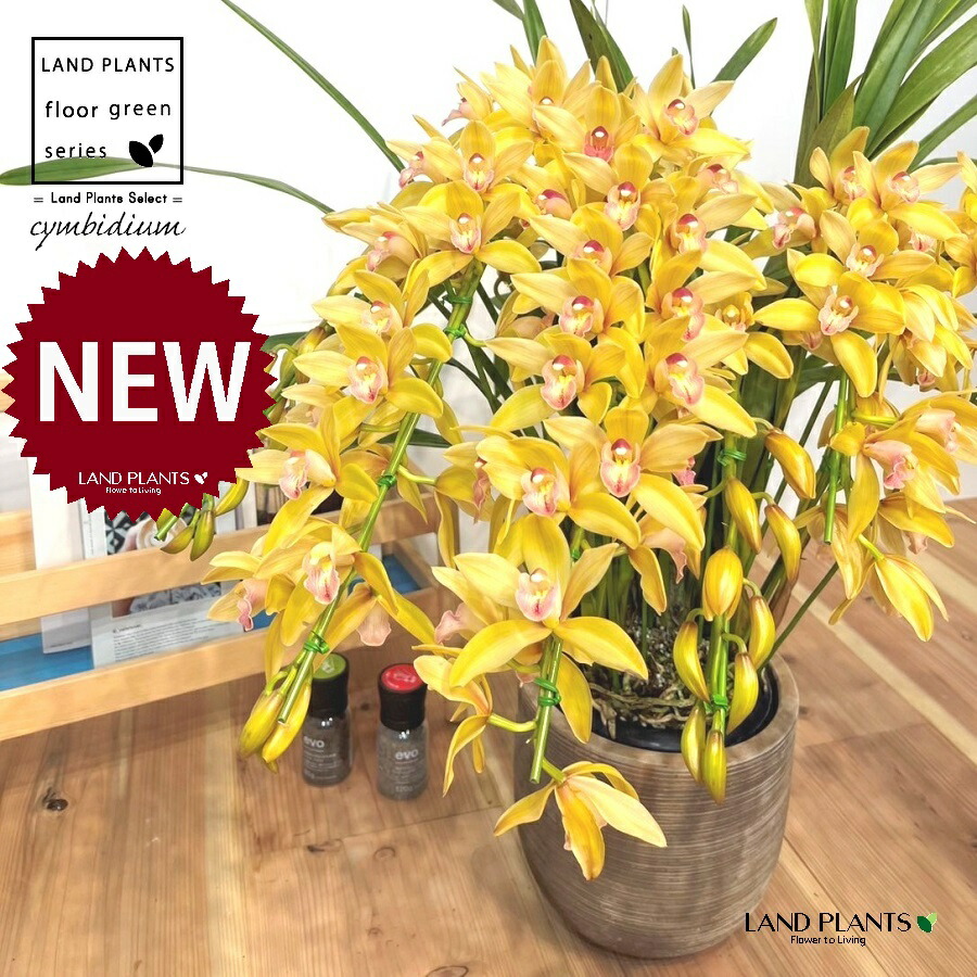 楽天市場】シンビジューム（ビビアン・イエローシャイン）アーチ仕立て