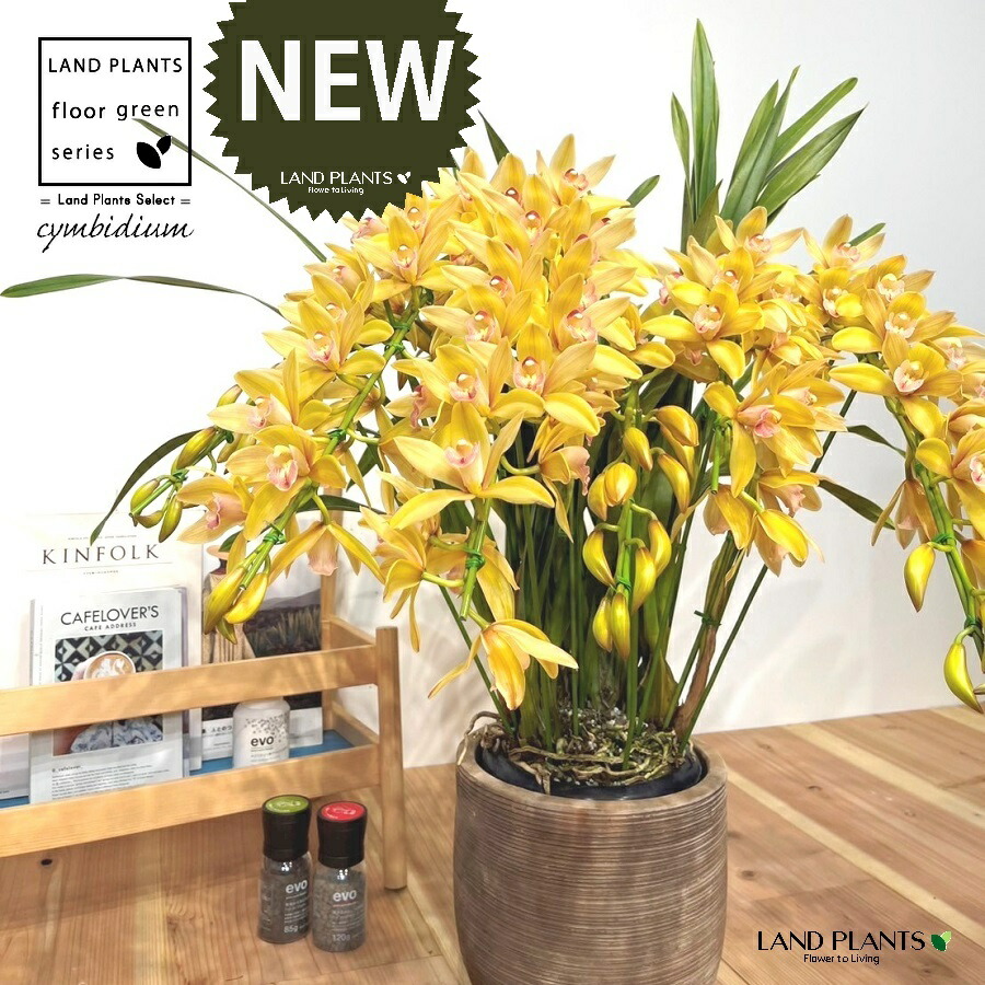 楽天市場】シンビジューム（花色：イエロー）アーチ仕立て デザインの