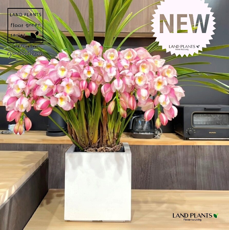 シンビジウム 4鉢 セット　ピンクとホワイト　ラッピング無料 シンビジウム シンビジューム 4本立 ピンク系 鉢花・鉢植え・寄せ鉢