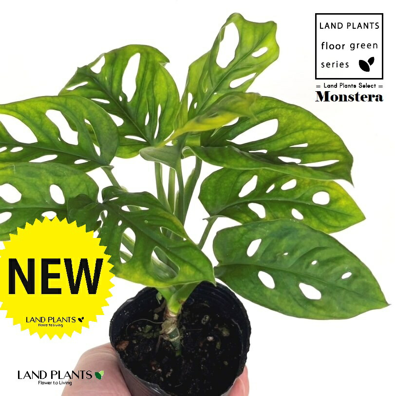 モンステラ 楽天市場】PLANCHU 観葉植物 マドカズラ モンステラ フリードリヒ