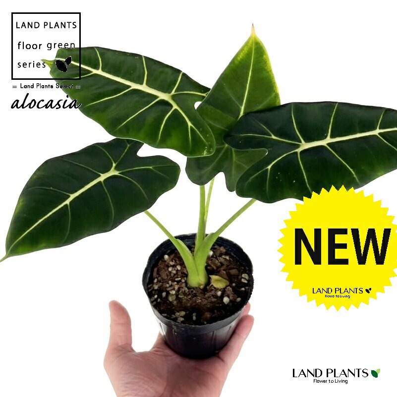 楽天市場】アロカシア（グリーンユニコーン） 3.5号 ポット苗 1