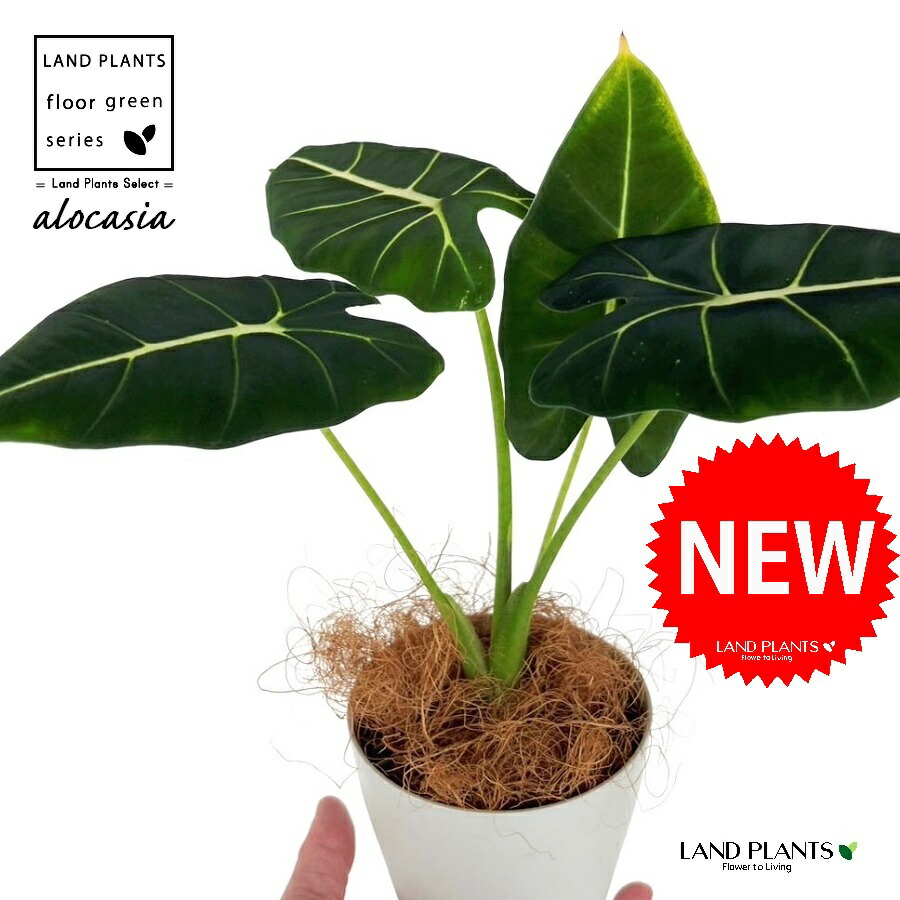 楽天市場】観賞用タロイモ コロカシア ブラックステム 4号鉢植え(e04