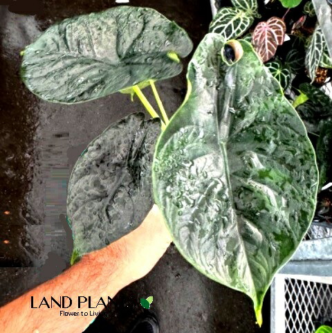 アロカシアクプレアの小芋 ネコポス アロカシア クプレア レッド