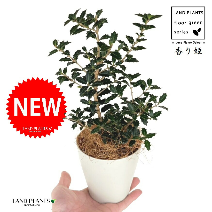 楽天市場】【 接木個体です 】ヒマラヤスギ 『 ファーストスノー 』6号