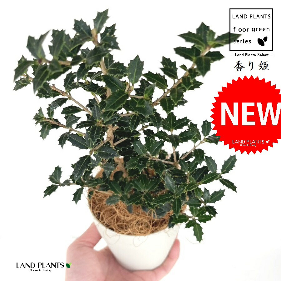 楽天市場】【 接木個体です 】ヒマラヤスギ 『 ファーストスノー 』6号