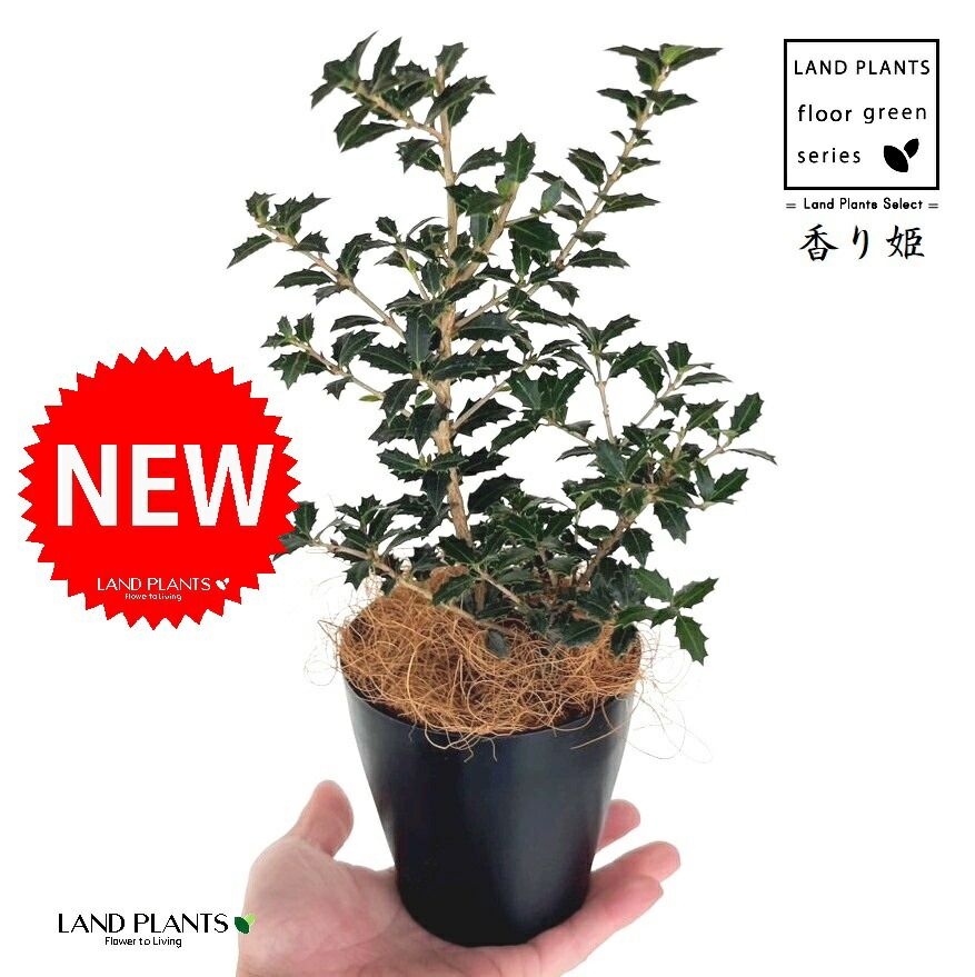 楽天市場】【 接木個体です 】ヒマラヤスギ 『 ファーストスノー 』6号