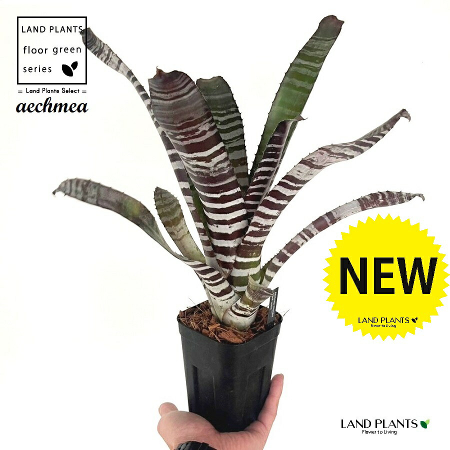 楽天市場】(現品) エクメア チャンティニー ブラックエボニー