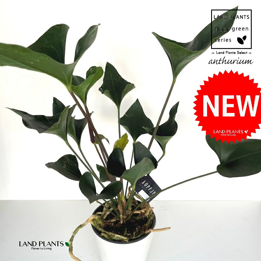 ベニウチワ（矢） 5号 可塑性物質苗 1鉢 アンス アンスリューム  Anthurium Arrow 花・ガーデン・DIY-花・観葉植物-観葉植物