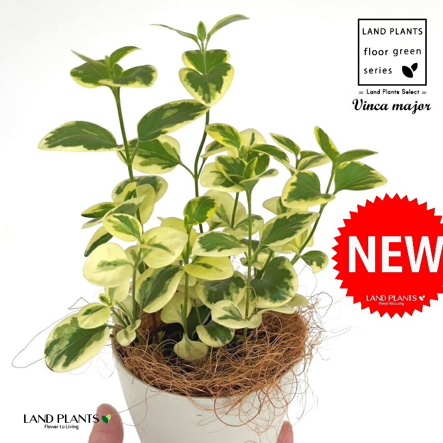 蔓の容器 楽天市場】ツルニチニチソウ（蔓日々草） 3号 ポット苗 1鉢