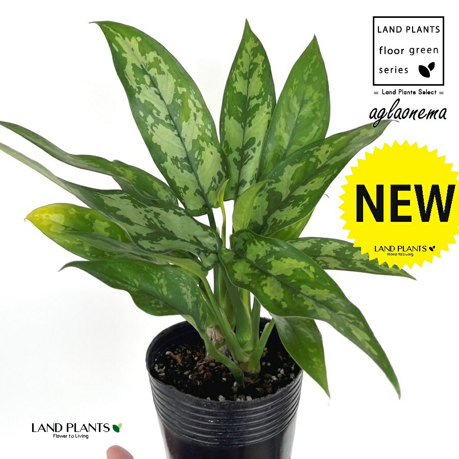 楽天市場】アグラオネマ（マリア） 3.5号 ポット苗 1鉢 アグラオネマ